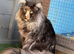 TICA registered Maine Coon kittens