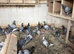 Pigeons