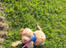 Cockapoo