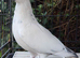 Budapest Pigeons for sale
