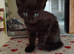 Mixed nice kitten