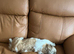 Shih poo dog