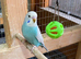 Baby aviary bred budgies