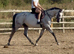 16.1 8yr old grey thoroughbred mare