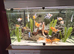 I have for sale various goldfish