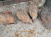 Quail