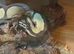 Male Ball python