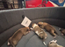 2nd gen bull greyhound pups