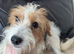 Beautiful Pure Bred Jack Russell.