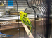 Helicopter budgie