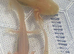 AXOLOTLS  FOR SALE