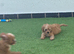 2 male F1 Cavapoos