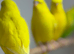 Budgies