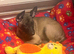 Belgian malinois