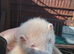 Baby ferrets