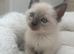 Ragdoll kittens