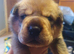 Rottweiler/ Sharpie puppies