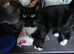 Rehoming my cat