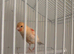 Red Dimorphic canaries