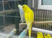 Baby rainbows and pied budgies