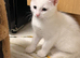 White kitten