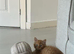 1 Ginger Boy