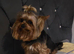 Stud Yorkshire Terrier