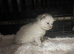 1 female left ragdolls