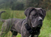 Blue Brindle Cane Corso