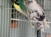 Budgie pair