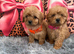 Adorable Cavapoo