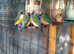 Gouldian Finches for sale