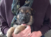 Ready 2 go.! Pure breed German Shepherd pups