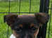 Jack Russel puppies