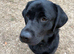Beautiful Loving Black Lab