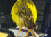 2 green and yellow canaries