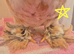 2 x pekin bantam cockerils
