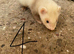 Ferret kits ready 5th July
