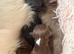 Beautiful chihuahua puppies