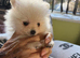 Tiny teddy bear face Pomeranians