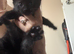 Male kittens