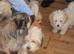Mixed breed