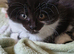 Gorgeous Ragamuffin x kittens.