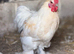 Polkie Bantams