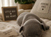 Stunning French Bulldog Puppies Looking For Forever Homes