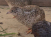 Button quails