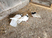Iranian pigeons