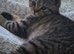 Stunning chocolate spotted BSH kitten