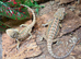Hypo High Yellow Blue Bar Bearded Dragons at Birmingham Reptiles