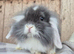 Mini Lion lops 1 boy 1 girl